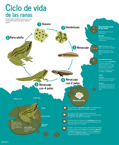 Infografía del ciclo de vida sostenible de los lápices Faber-Castell