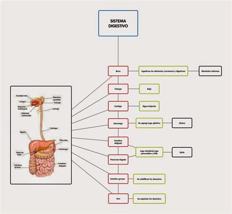 Esquema del proceso digestivo