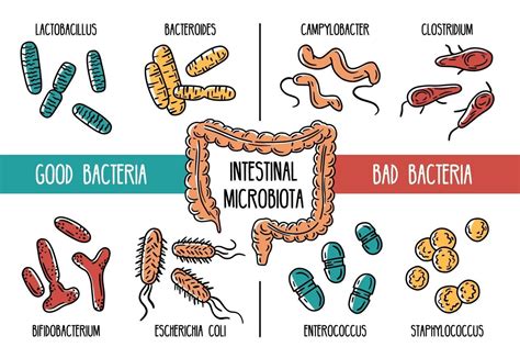 Representación de la microbiota intestinal