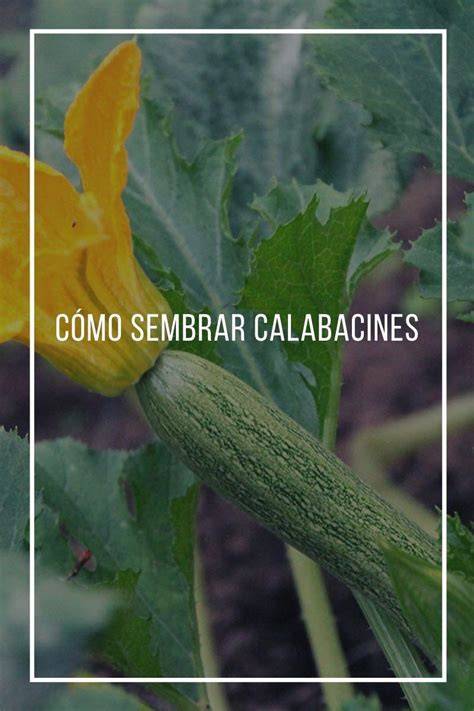 Paso a paso para laminar calabacines