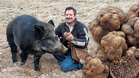 Cerdos entrenados para la recolección de trufas