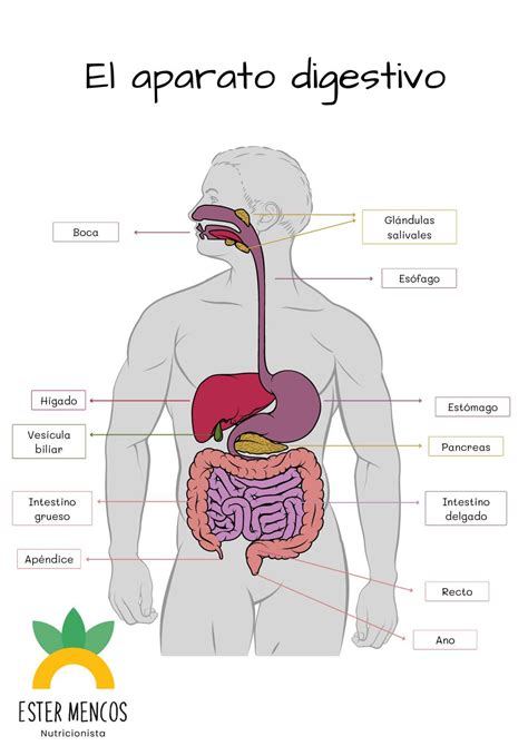 Representación del sistema digestivo humano con áreas de malestar común