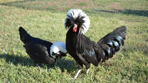 Gallinas ornamentales