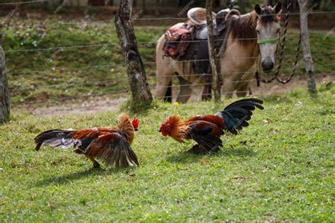 Peleas de gallos tradicionales
