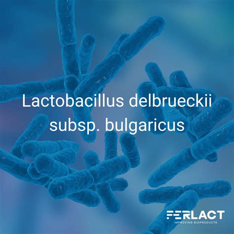 Estructura de la bacteria Lactobacillus delbrueckii subsp. bulgaricus