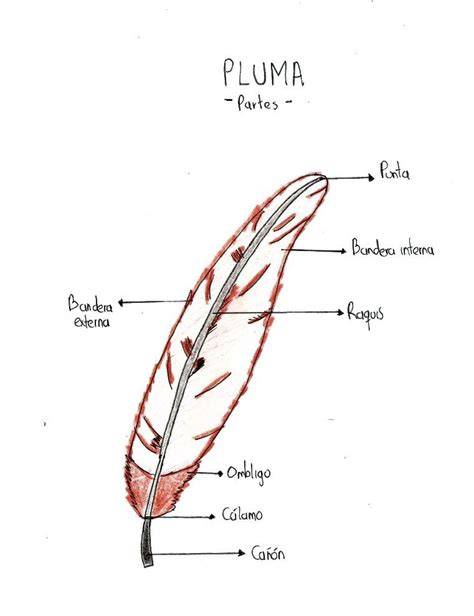 Esquema de las partes de una pluma y plumón, y su ubicación en el ave.