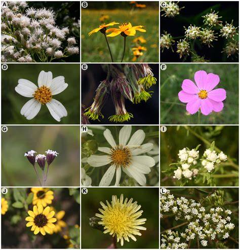 Diagrama de la familia Asteraceae mostrando diferentes tipos de flores