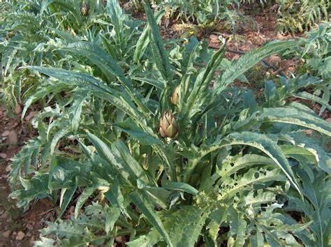 Grabado antiguo de una planta de cardo o alcachofa