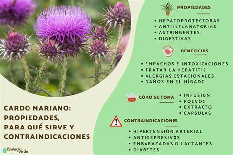 Ilustración de las propiedades medicinales del cardo