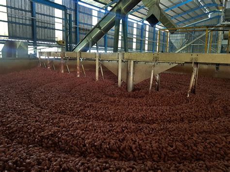 Proceso de limpieza y secado de chipirones