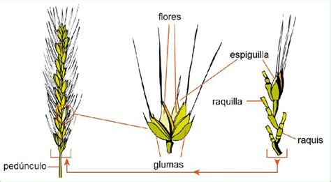 Flores del trigo en espiga