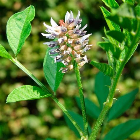 Planta de regaliz (Glycyrrhiza glabra) en su hábitat natural