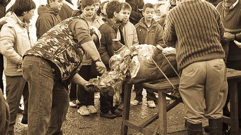 Proceso de la matanza del cerdo tradicional