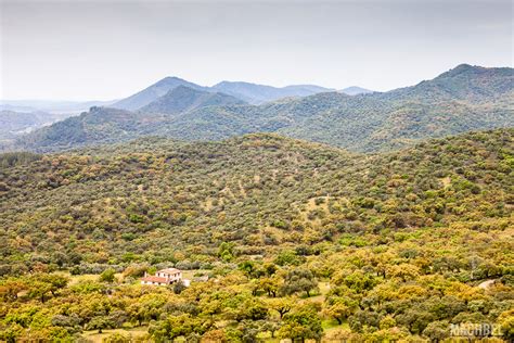 Paisaje de dehesa en la Sierra de Aracena