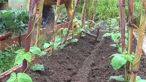 Plantación de judías con soporte para trepar