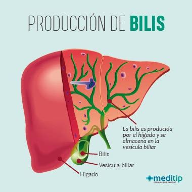 Diagrama mostrando la función de la cinarina en la estimulación de la bilis y protección hepática