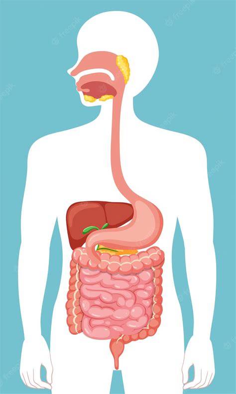 Esquema del sistema digestivo humano con énfasis en el intestino