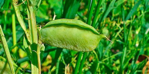 Ilustración de la planta de almorta (Lathyrus sativus) con sus vainas y semillas