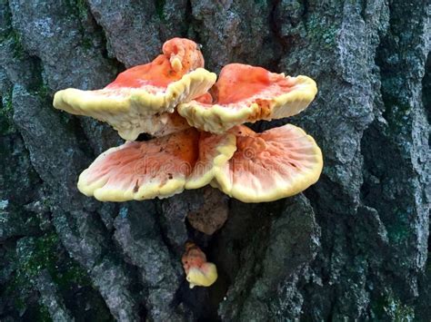 racimo de setas Pollo del Bosque en un tronco de árbol