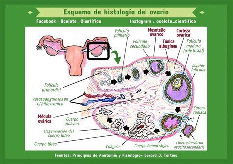 Anatomía de la merluza mostrando los ovarios con huevas