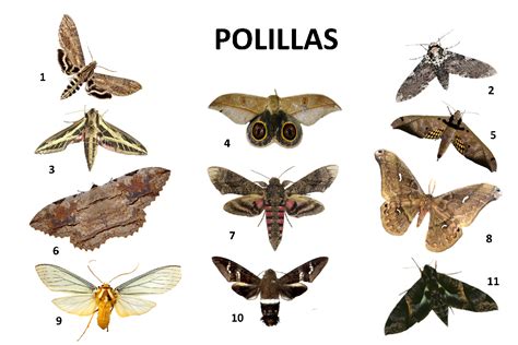 Esquema de los tipos de polillas y sus focos de infestación