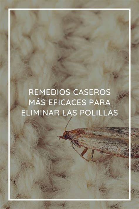 Infografía sobre remedios caseros eficaces contra las polillas
