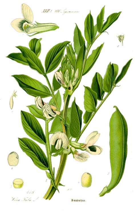 Ilustración de una planta de haba o faba con sus vainas y flores