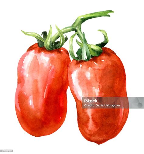 Ilustración de tomates San Marzano