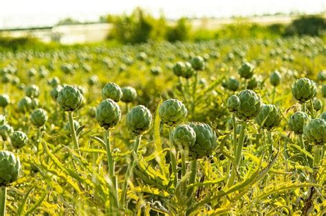 Alcachofas frescas en el campo