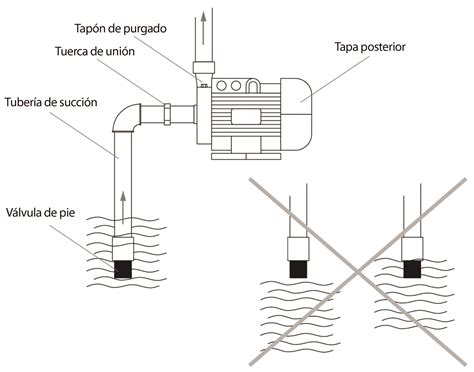Esquema del proceso de purgado de caracoles