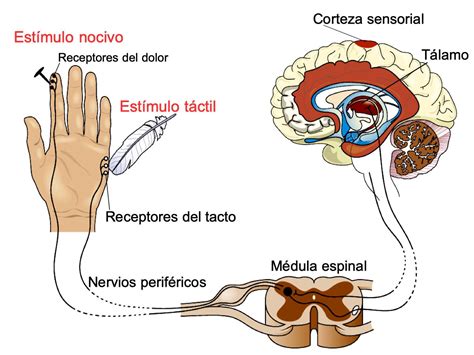 Detalle de las perillas frías al tacto de una olla de cocción lenta