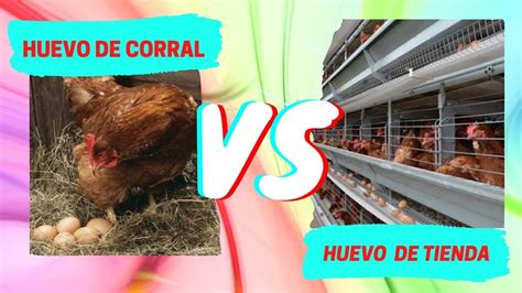Comparativa entre pollo de corral e industrial