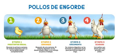 Esquema de las condiciones de vida de los diferentes tipos de pollos