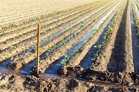 Imagen de una plantación de alubias afectadas por el calor