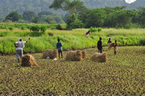 Campo de arroz en la India