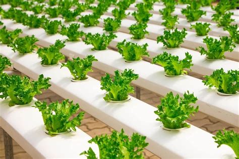Comparación de sistemas de cultivo hidropónico y tradicional