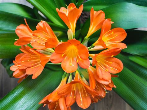 Planta de faba con flores y vainas