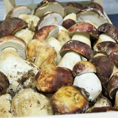 Setas boletus frescas