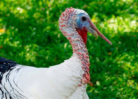 Pavo criado en pastoreo, carne de pavo ecológica