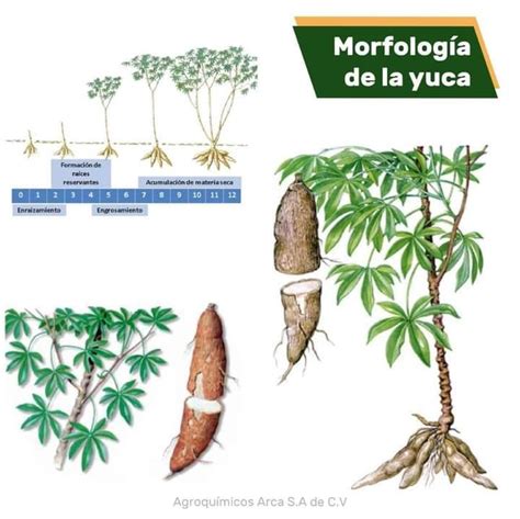 Raíces de yuca y patatas, fuentes de féculas