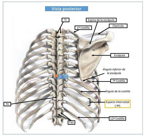 Visión posterior de la caja torácica con las costillas y la columna vertebral