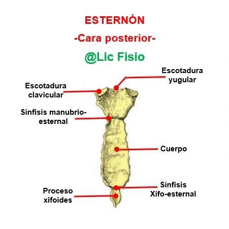Esquema del esternón y sus partes