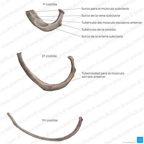 Comparación de la primera costilla y una costilla típica