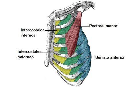 Ilustración de los músculos intercostales y otros músculos de la caja torácica