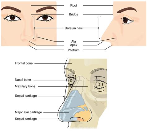 Esquema de la anatomía nasal y los principales cartílagos