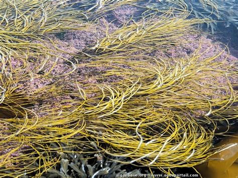 Alga espagueti de mar Himanthalia elongata