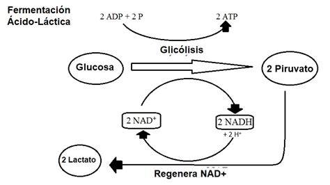 Proceso de fermentación láctica