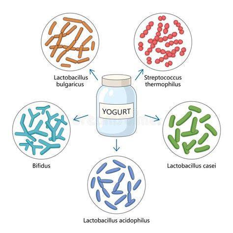 Bacterias utilizadas en la elaboración de yogur
