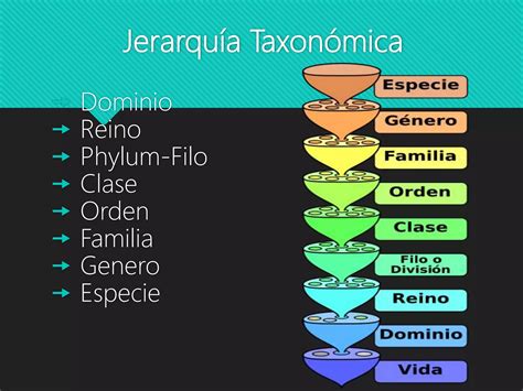 Esquema de la clasificación taxonómica de la familia Merlucciidae