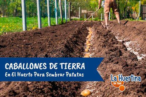 Esquema de un caballón en un huerto